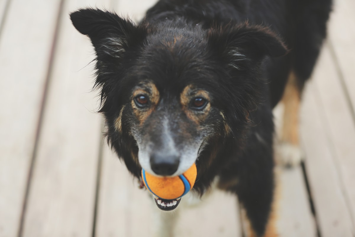 Dog holding a ball toy