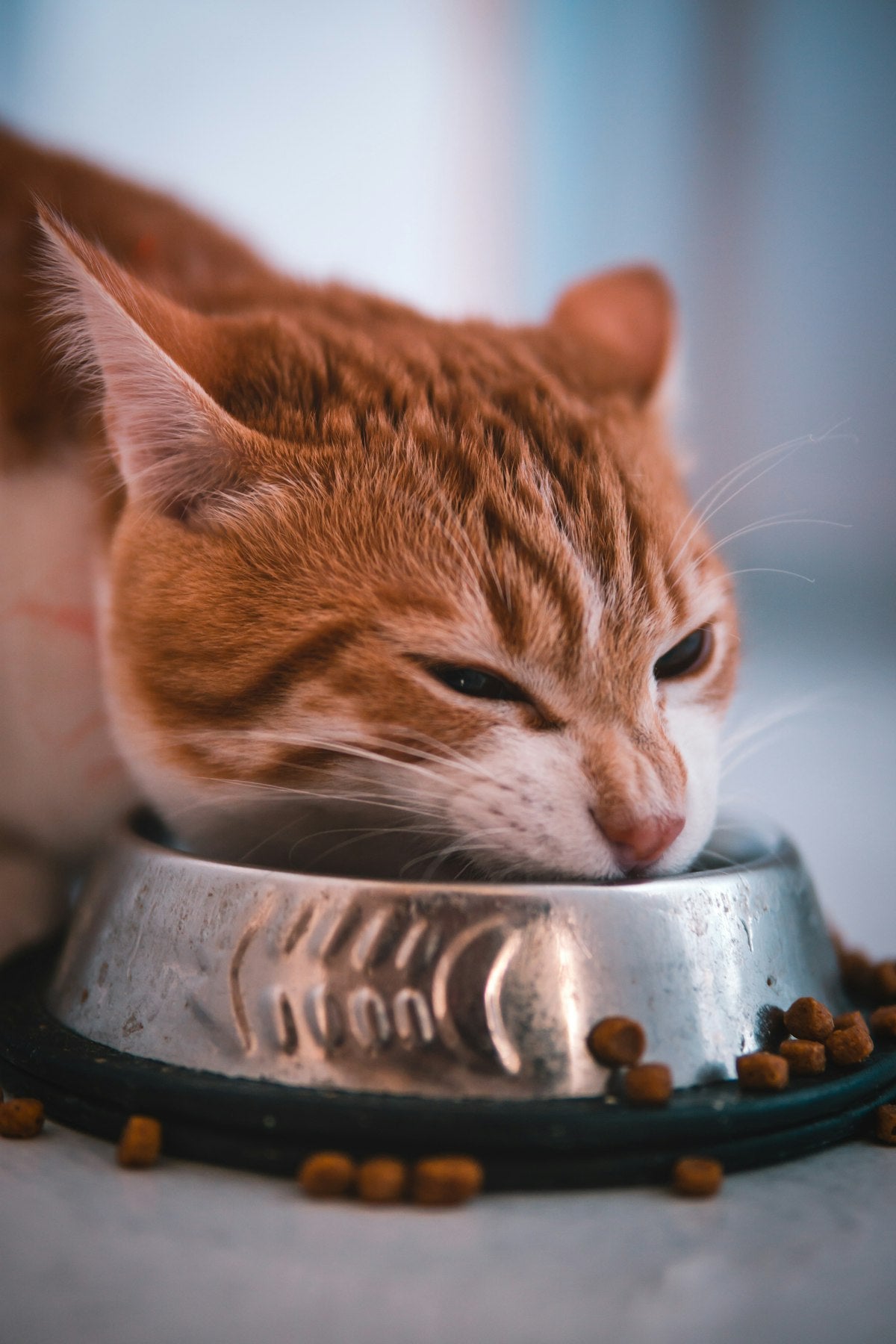 Cat eating from a pet food bowl