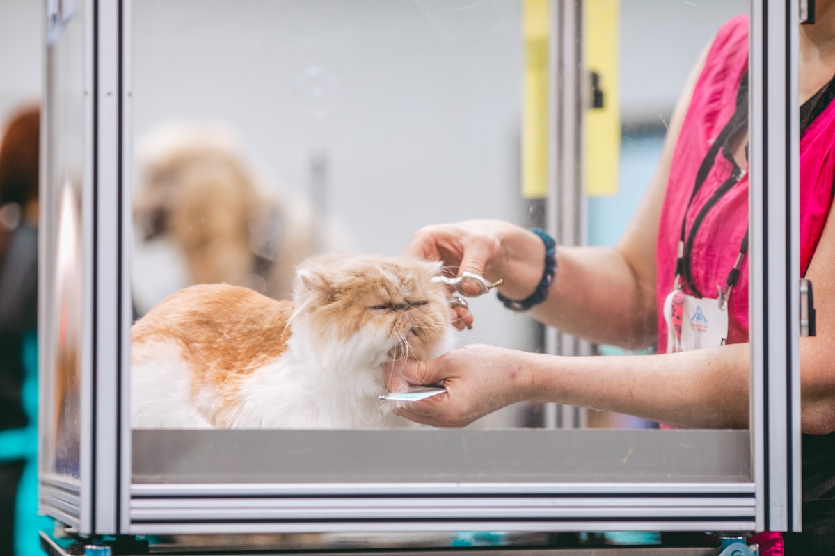Cat being groomed with a brush